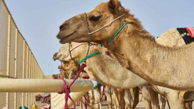 Imagen de archivo de camellos.