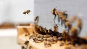 Las primeras pruebas de BeeTechnology en abejas han sido exitosas a la hora de reducir la mortalidad de la especie.