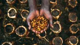 Una mujer muestra un cultivo local de Uganda. Al fondo, las macetas biodegradables impulsadas por la startup Trees4Humanity.