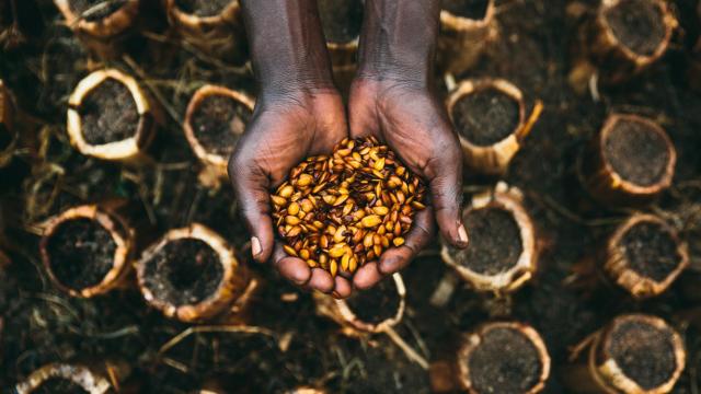 Una mujer muestra un cultivo local de Uganda. Al fondo, las macetas biodegradables impulsadas por la startup Trees4Humanity.