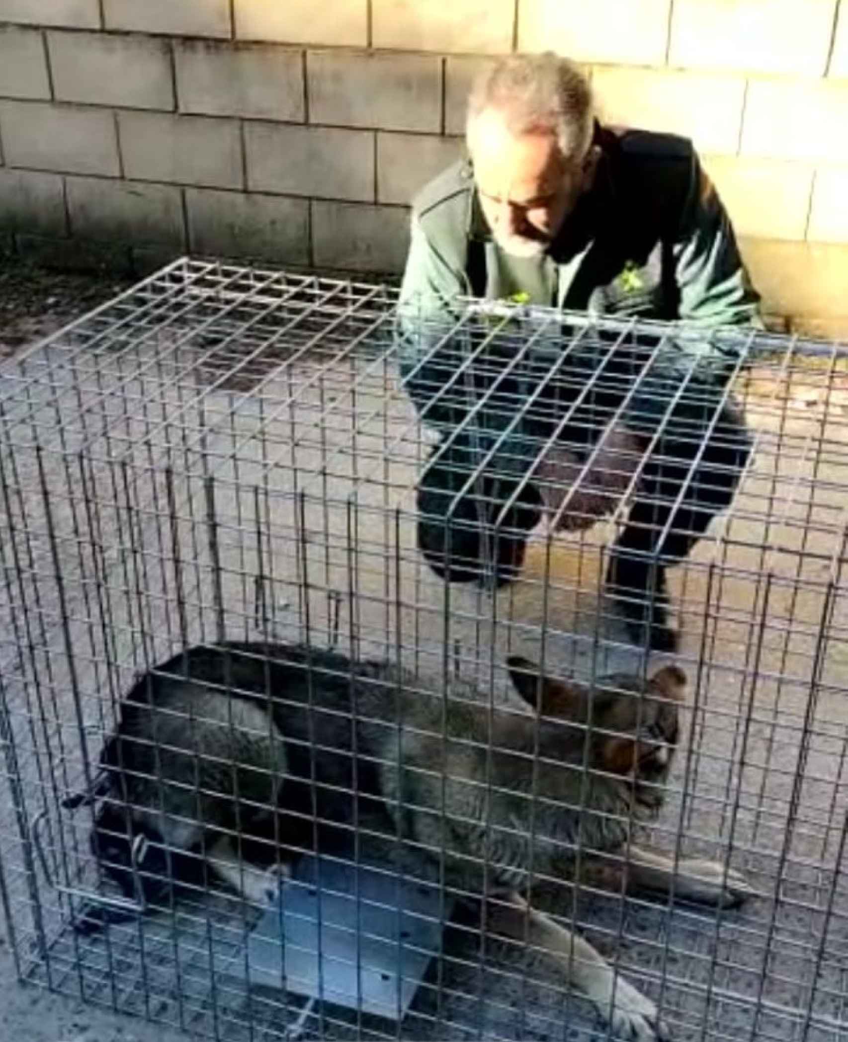 La Guardia Civil apresa al perro lobo en Tudela de Duero