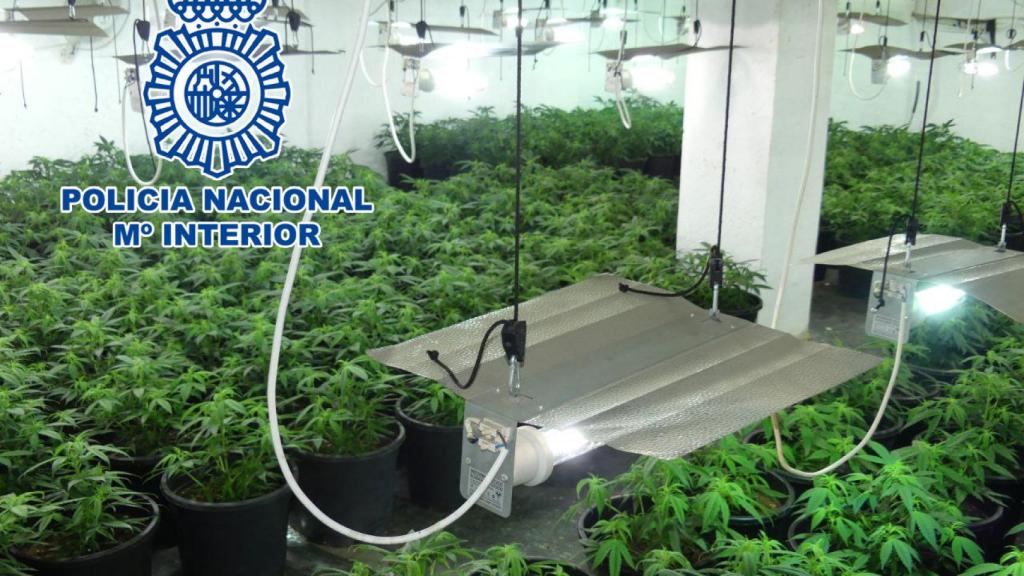 Una de las plantaciones de marihuana encontradas en la operación.