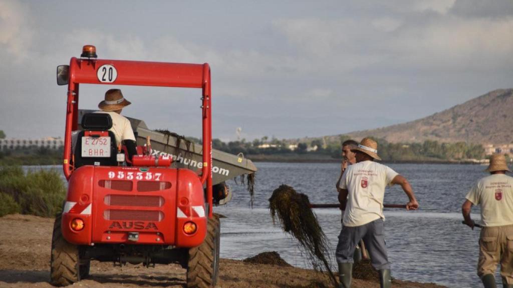 Efectivos de las brigadas de limpieza que el Gobierno de Murcia ha puesto en marcha para retirar las algas del Mar Menor.