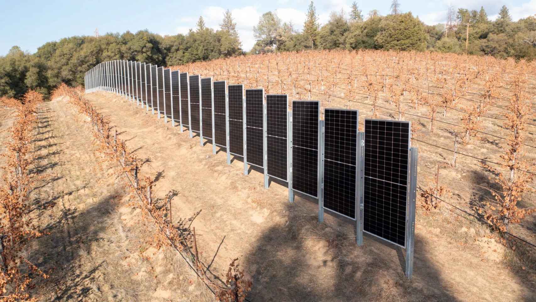 Paneles solares verticales en viñedo de California