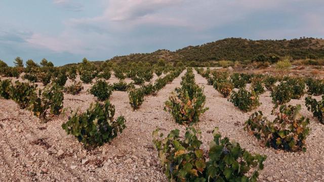 Viñedo de uva