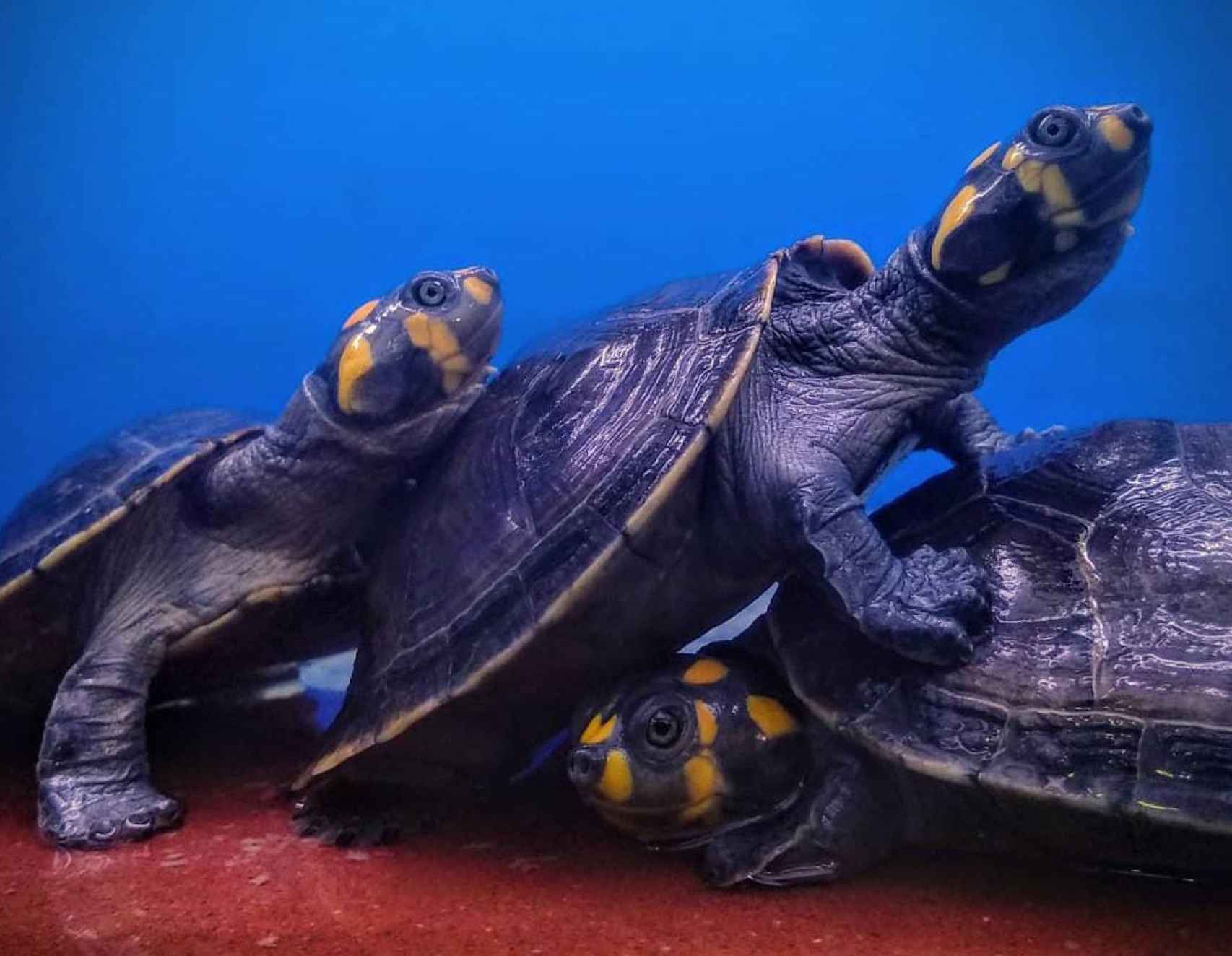 Las tortugas de la tienda Isla Mascota