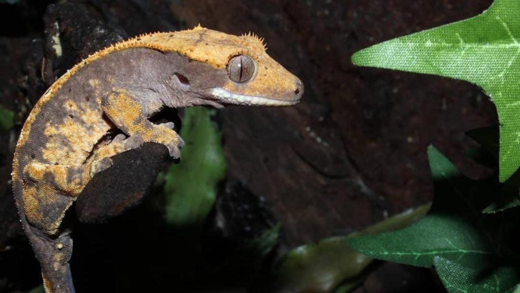 Un animal exótico de Isla Mascota