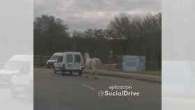 La imagen de un coche circulando con un caballo atado en Nigrán (Pontevedra) se hace viral