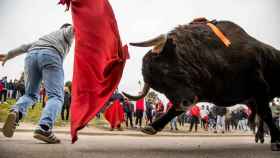 Encierro del Carnaval del Toro en Ciudad Rodrigo