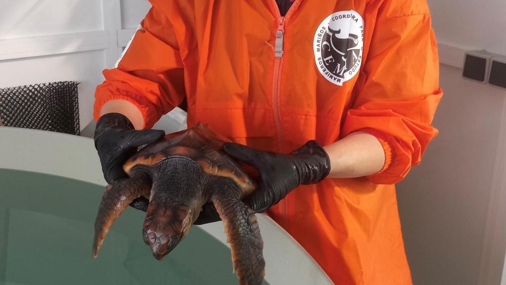 La tortuga Ferdylan, capturada en Cariño (A Coruña), se recupera en un centro de la Xunta