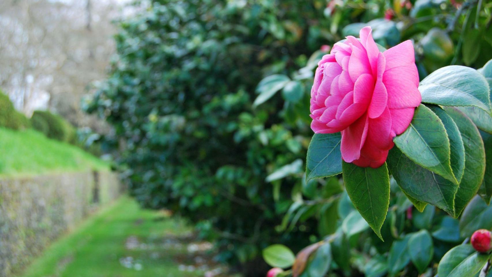 Camelia en el Pazo de Mariñán  (Foto: Turismo de Galicia)