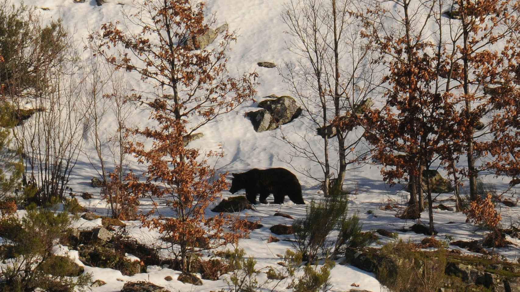 Fotografía de un oso recorriendo Páramo del Sil, en invierno.
