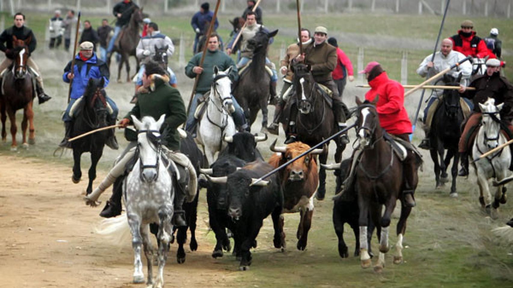 Encierro a caballo en el Carnaval del Toro de Ciudad Rodrigo