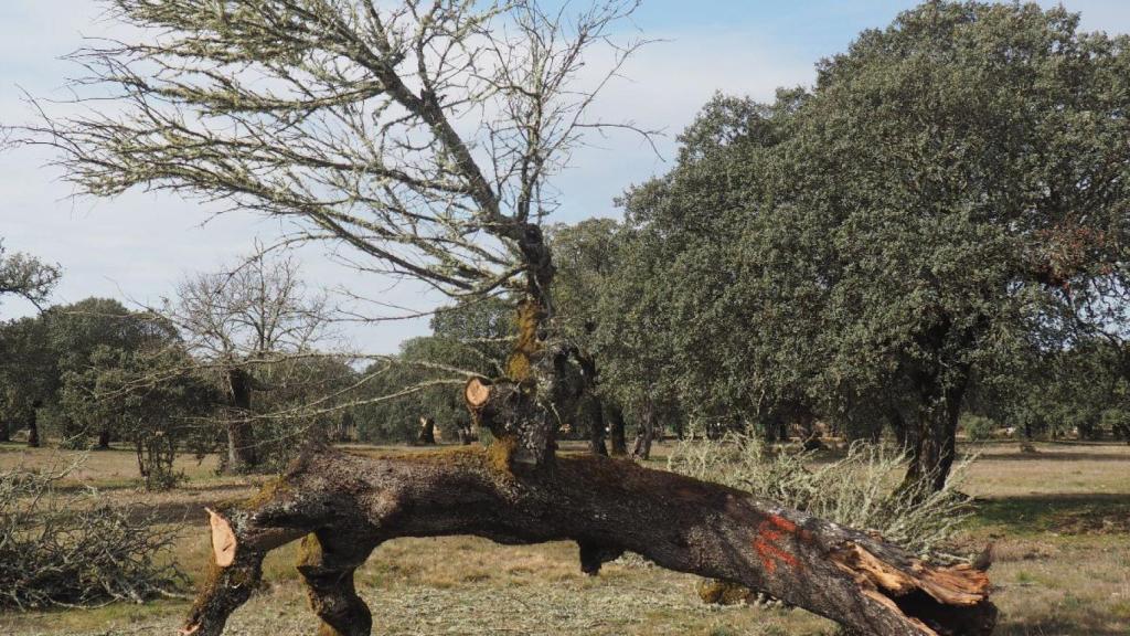 Una de las encinas arrancadas en Figueruela de Arriba.