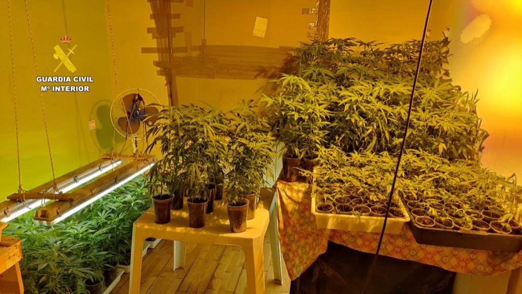 Plantación de marihuana desmantelada por la Guardia Civil en León