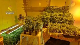Plantación de marihuana desmantelada por la Guardia Civil en León