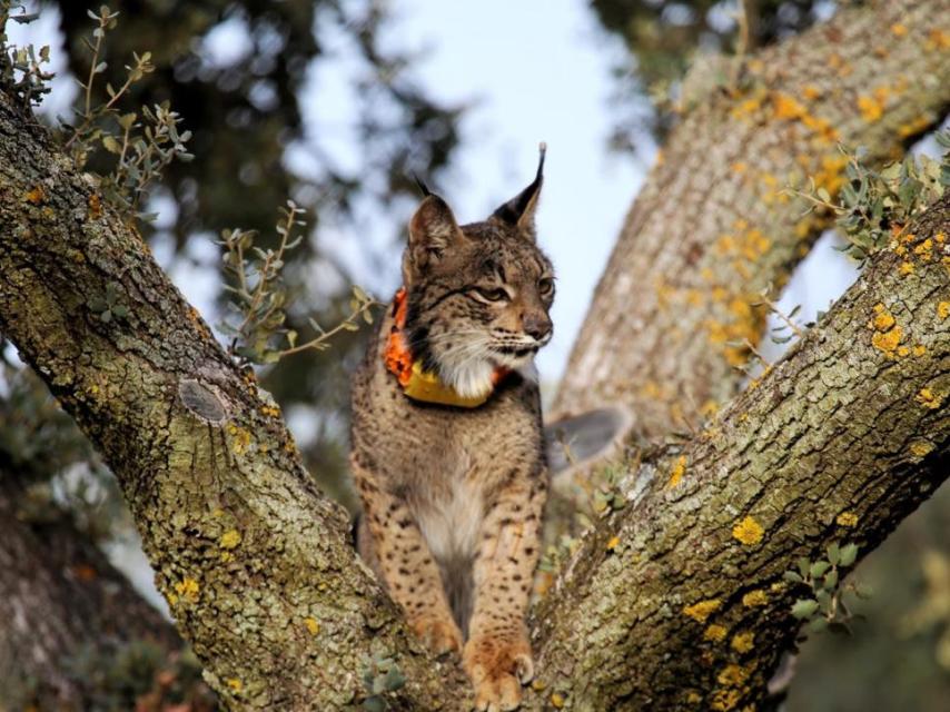 El lince Tempo poco después de ser liberado.