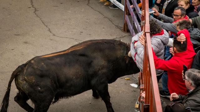 Momento de la cogida de la mujer de 55 años en el Carnaval del Toro de Ciudad Rodrigo