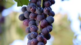 Imagen de un racimo de uvas