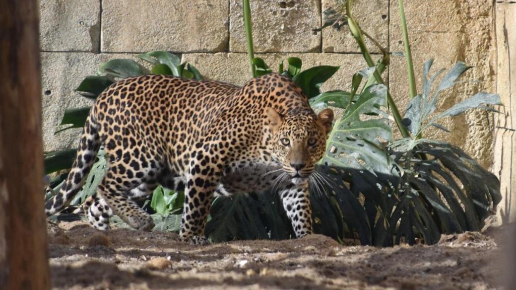 Uno de los leopardos de Sri Lanka que ha recibido Río Safari Elche.