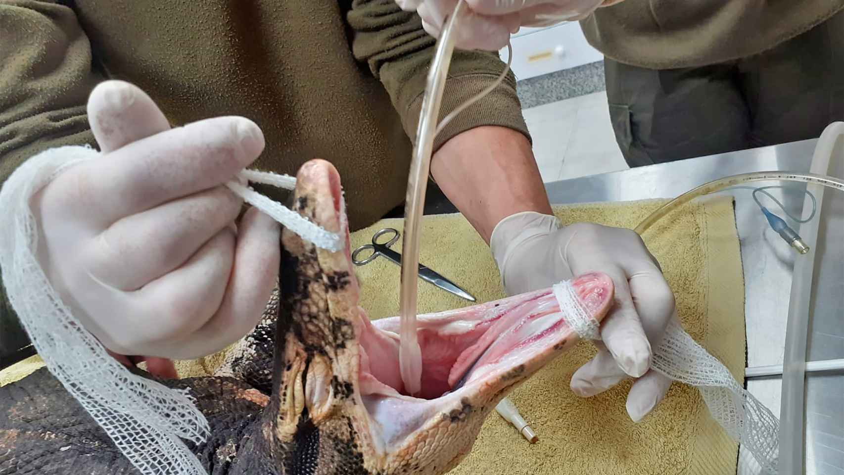 Los veterinarios de Terra Natura Benidorm intervienen a un varano para tratar una herida en su cola