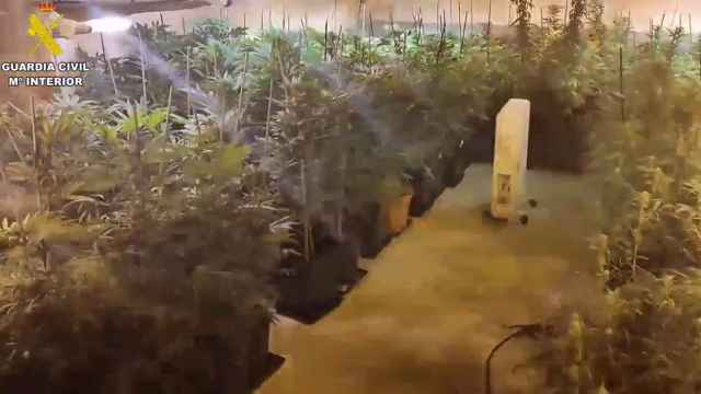 Plantación de marihuana en Isso (Albacete)
