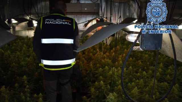 La Policía Nacional desmantela una plantación de marihuana en Alcázar de San Juan (Ciudad Real).