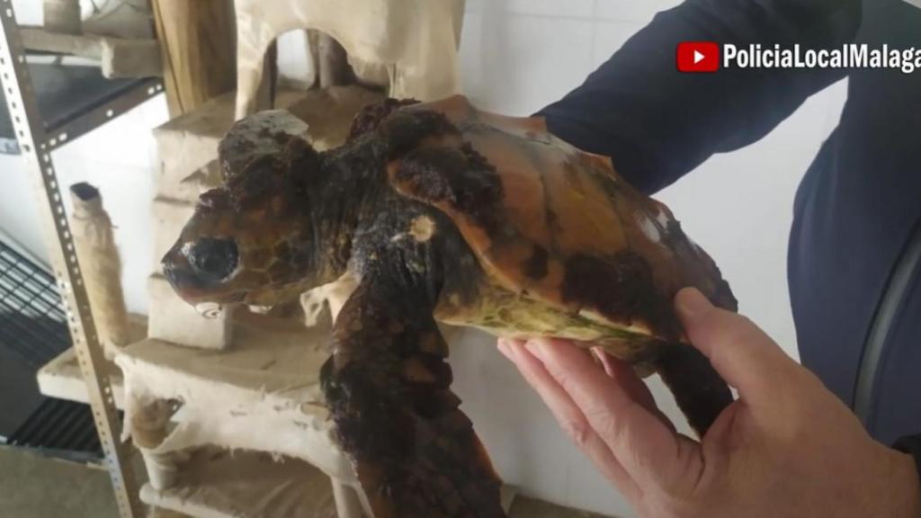 Imagen de la tortuga boba rescatada por la Policía Local de Málaga.