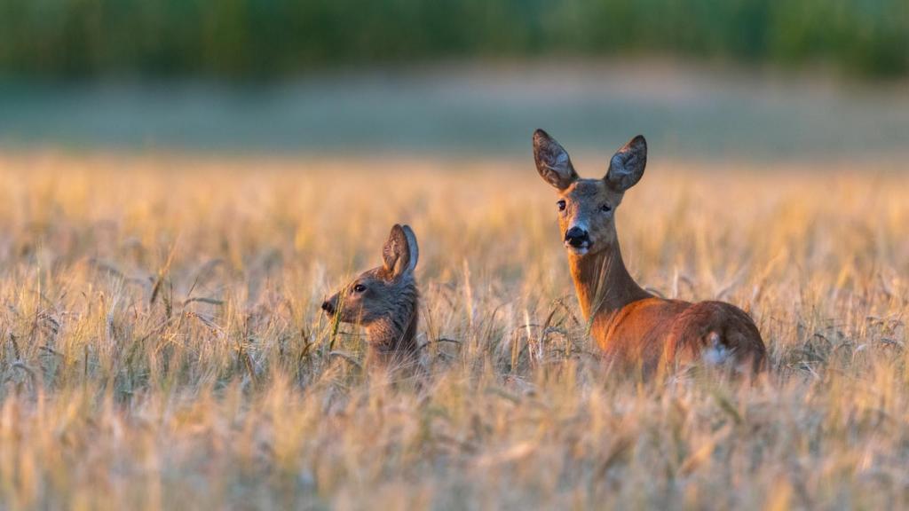 Complejo de Bambi: el famoso y peculiar trastorno con nombre de cuento de Disney