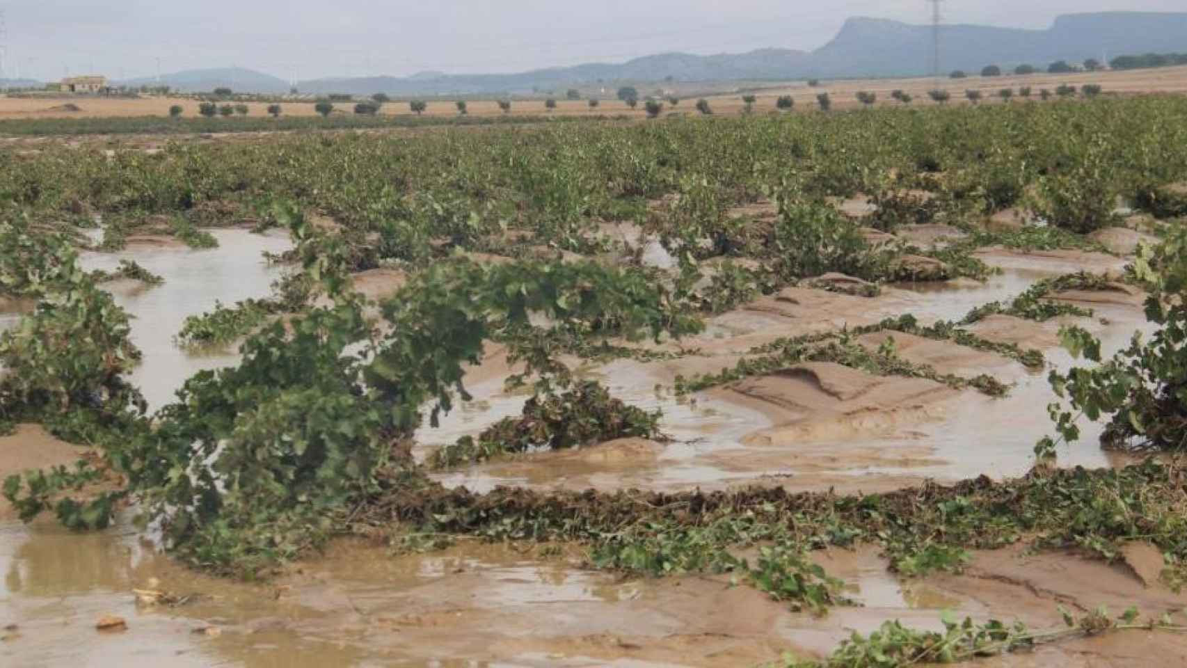 Una imagen difundida por el Ayuntamiento de Jumilla de los viñedos anegados por el lodo que generó la DANA de septiembre de 2019.