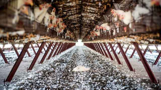 Granja intensiva de pollos en Argentina, foco de casos de la gripe aviar.