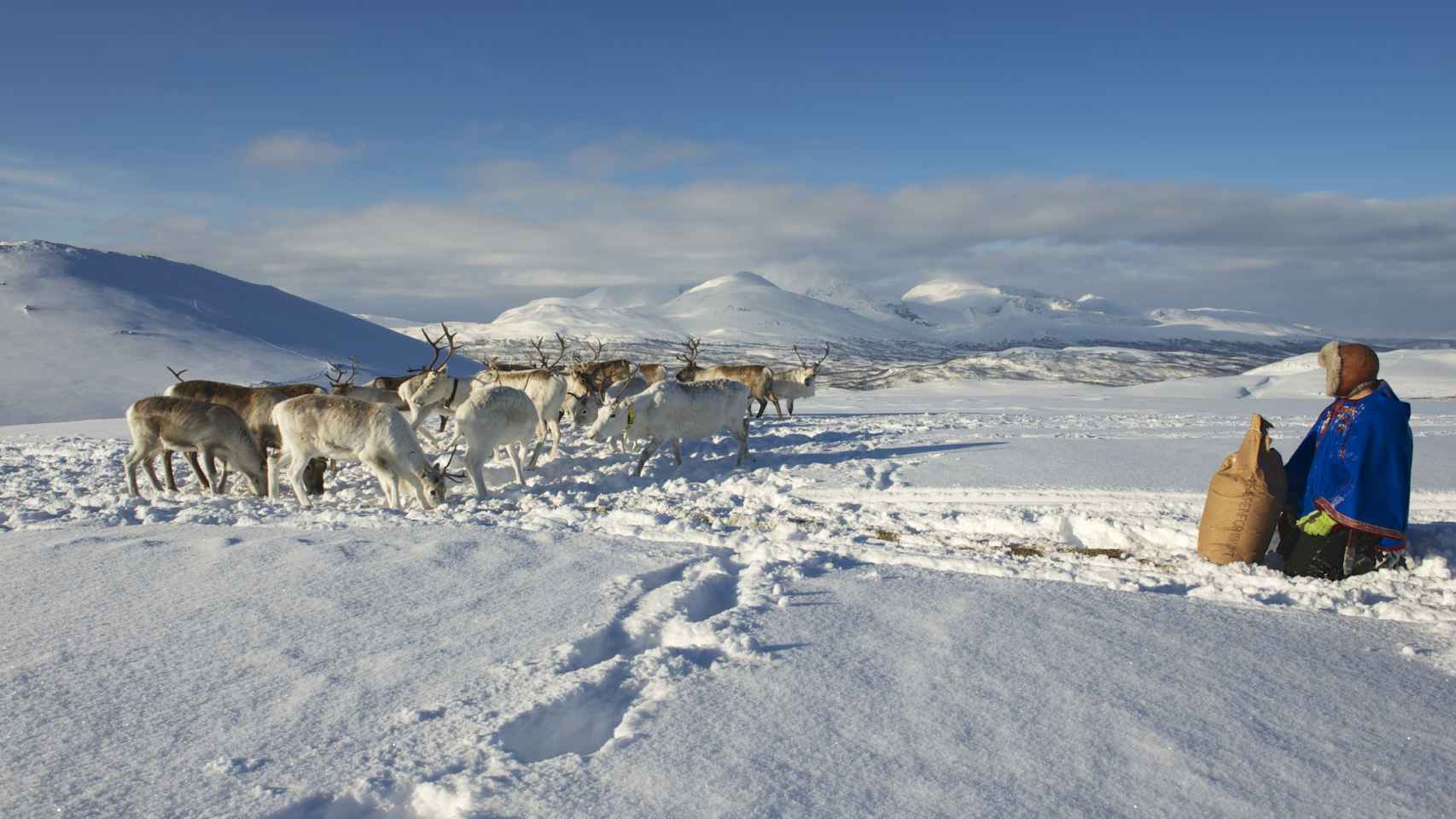 Un sami con los renos en Noruega.