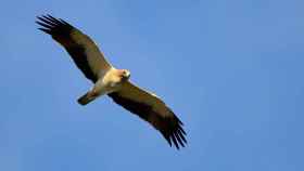 El efecto combinado de varios pesticidas disminuye la capacidad reproductiva del águila calzada.