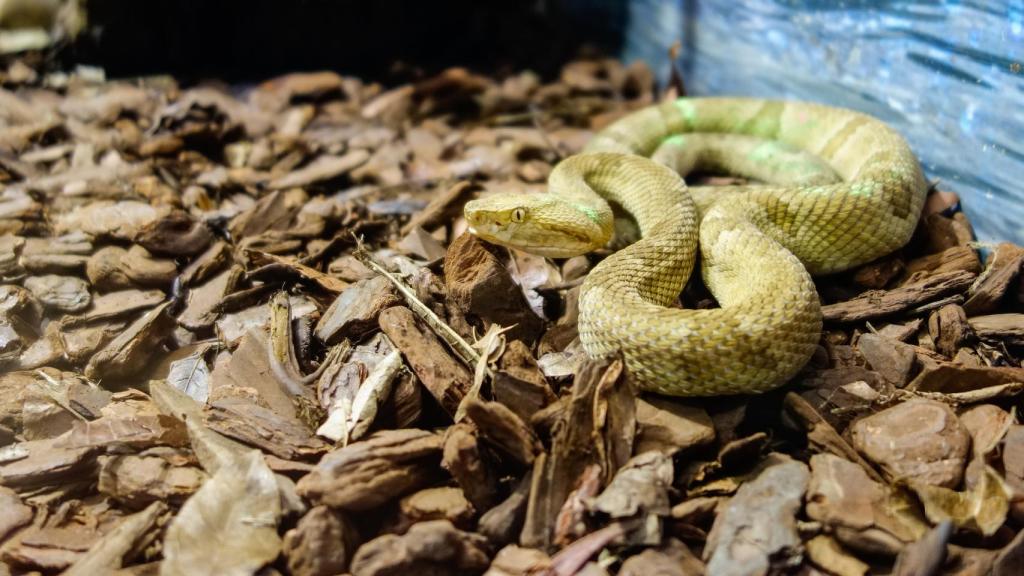 Imagen de archivo de un ejemplar de 'Bothrops insularis'.