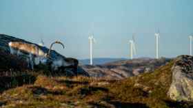 Dos renos frente al macroparque eólico de la región noruega de Fosen.