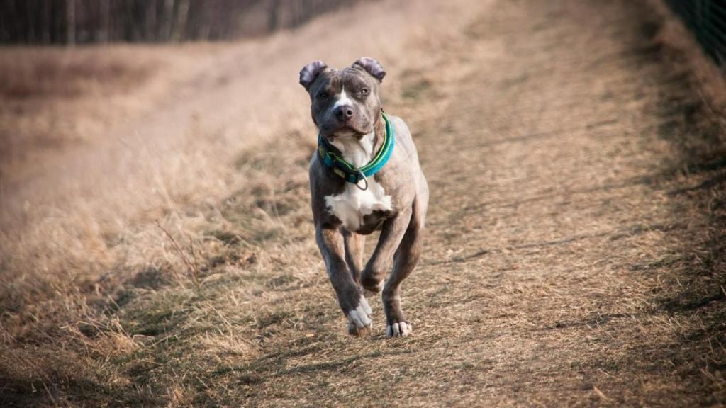 Una mujer muere en Valencia por el ataque de un pitbull sin chip que le destrozó los brazos