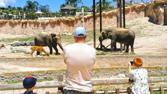 Una familia contempla a los elefantes en Terra Natura Benidorm.