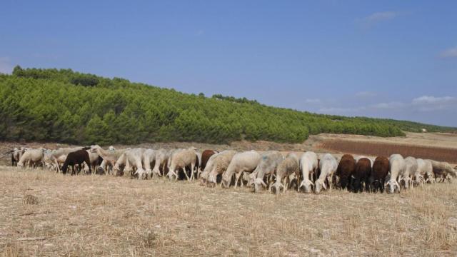 Ovejas manchegas.