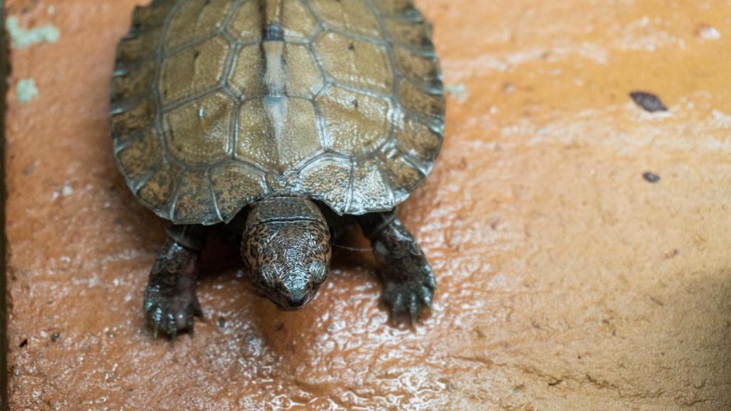 Una cría de tortuga palustre asiática.