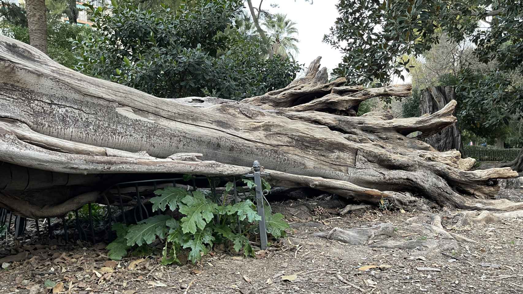 El tronco del ficus caido en el parque de Valencia.