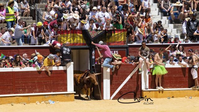 Salida el ruedo de un novillo el Viernes de Toros – Plaza de Toros de Soria 2022