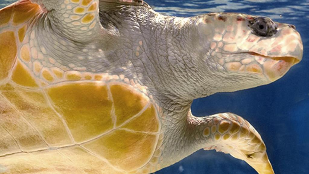 Tortuga Careta Atlantis Aquarium