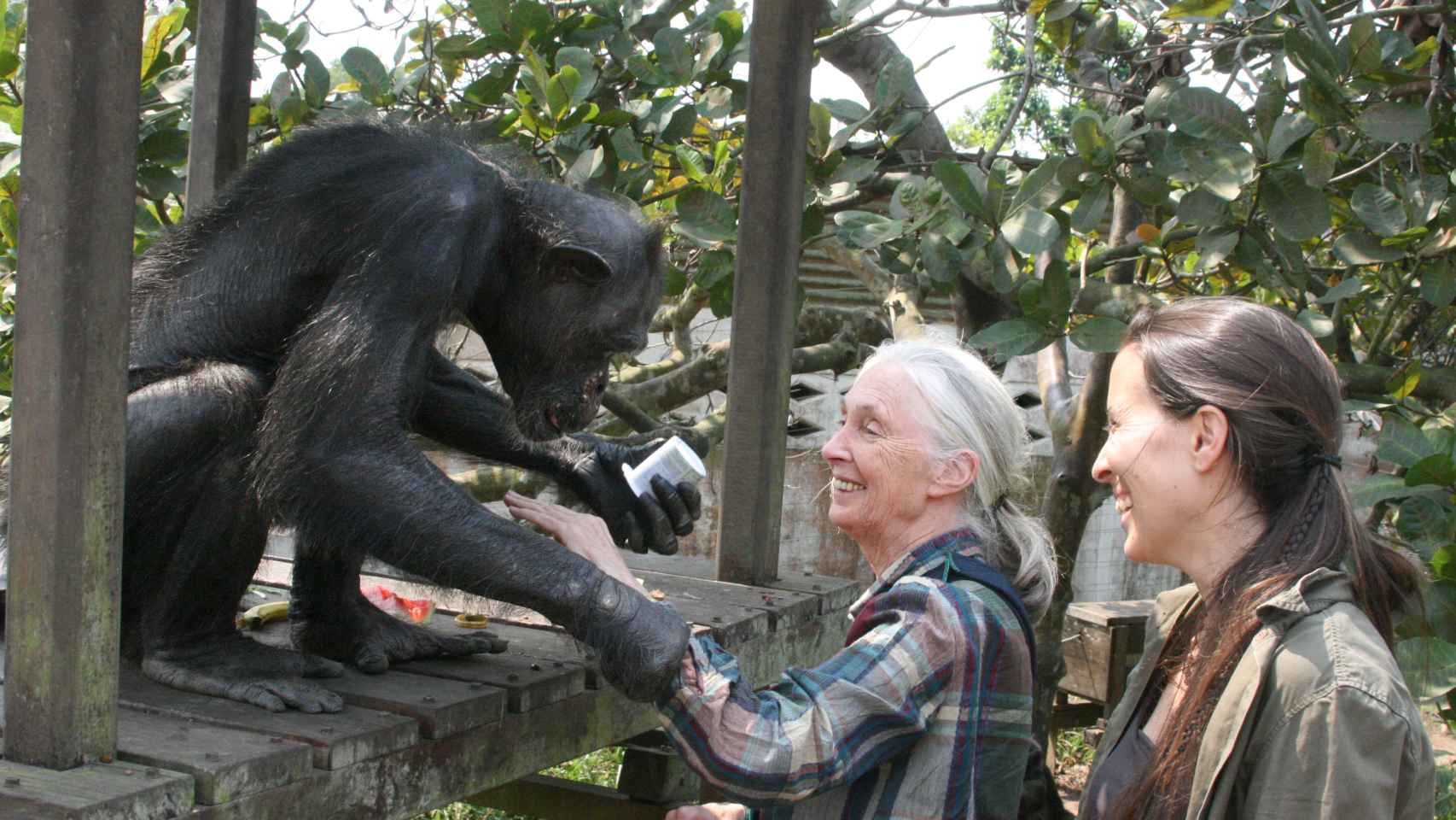 Jane Goodall, Rebeca Atencia y  Gregoire, el chimpancé más viejo de África que murió en 2008..