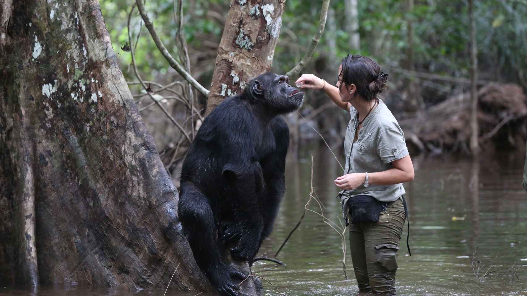 Rebeca con el chimpancé Koungoulou en la selva.