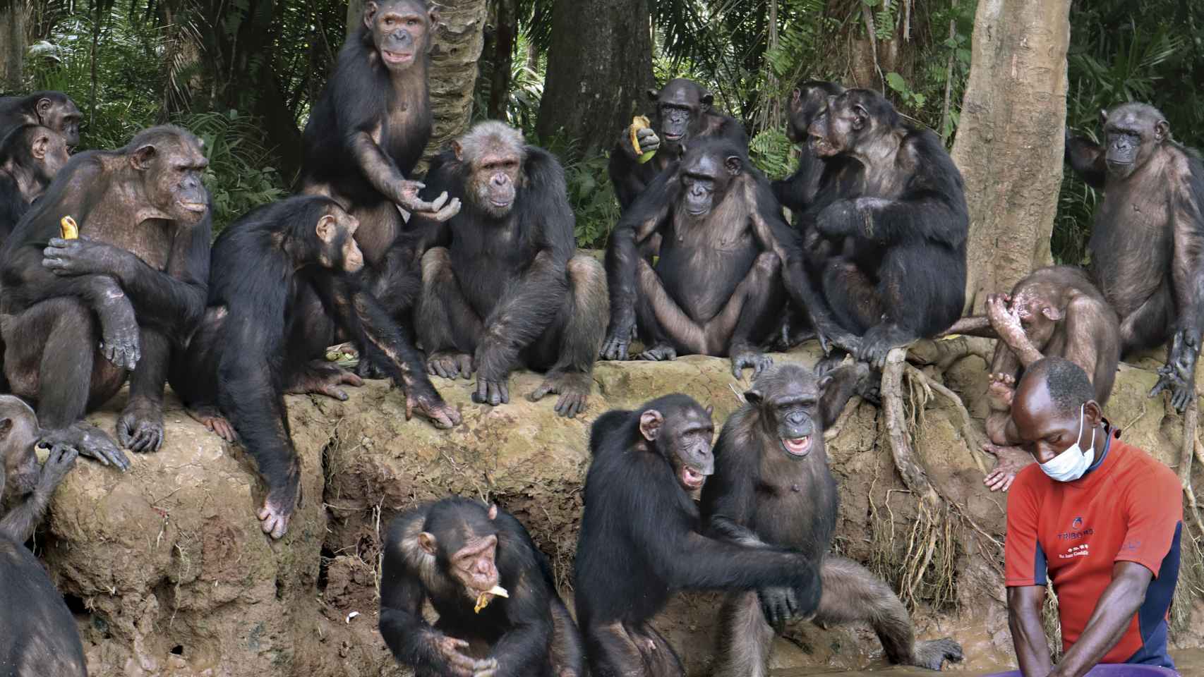 Algunos de los chimpancés del grupo de 35 primates que serán puestos en libertad en 2024.