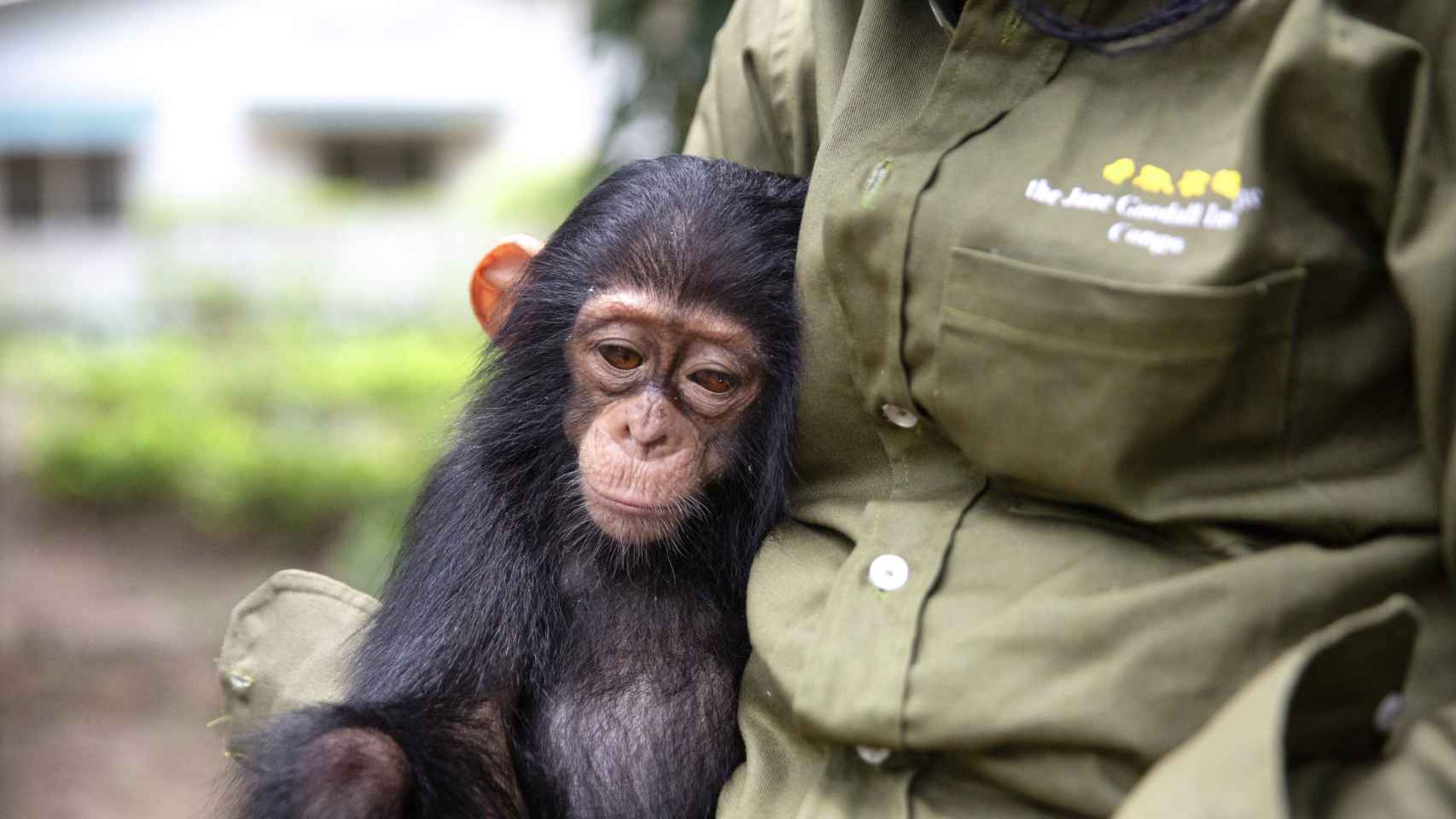 Chimpancé huérfano en el Instituto Jane Goodall.