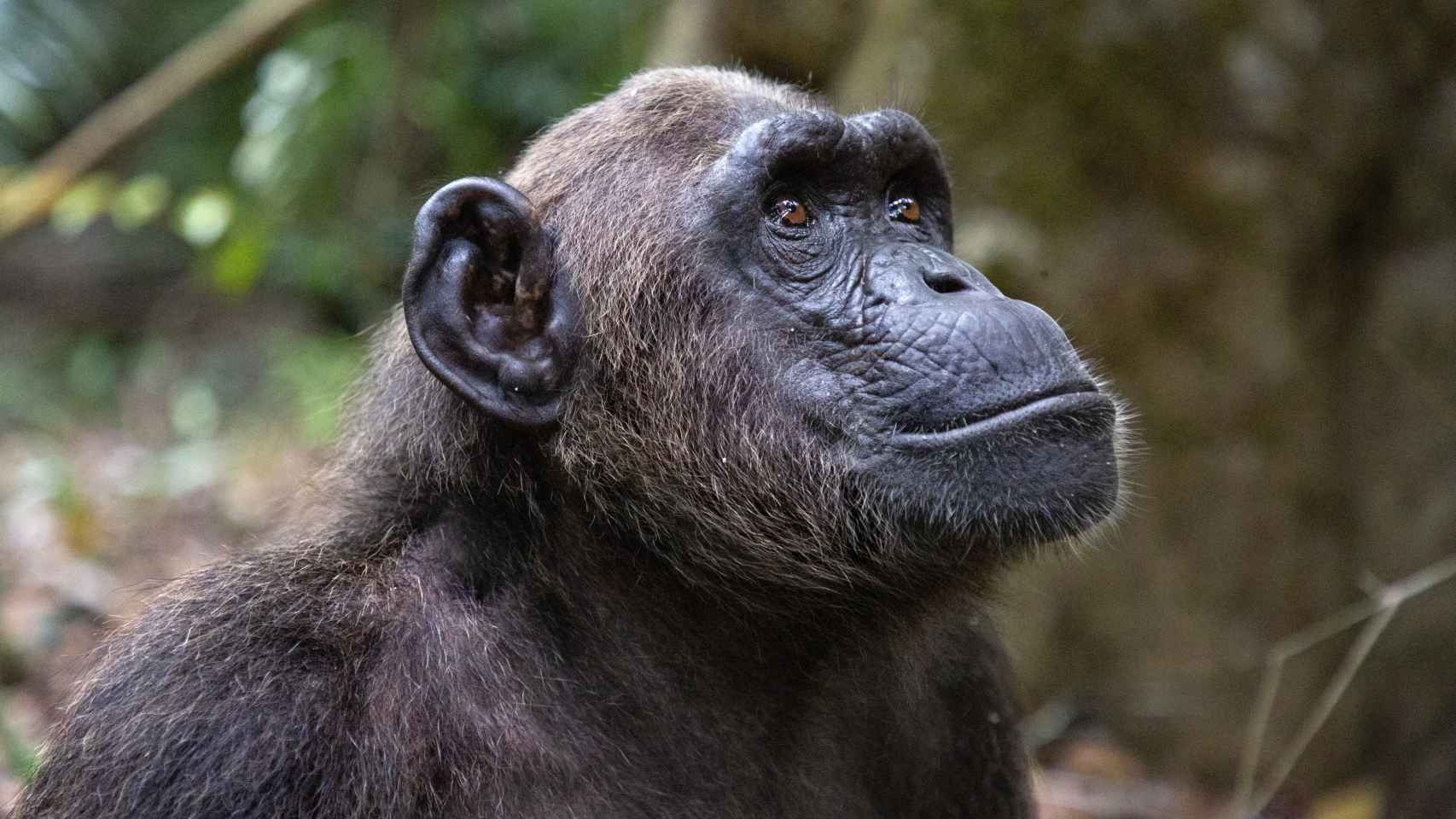 Un chimpancé rescatado.