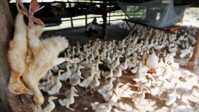 Una granja tradicional de patos en Camboya.
