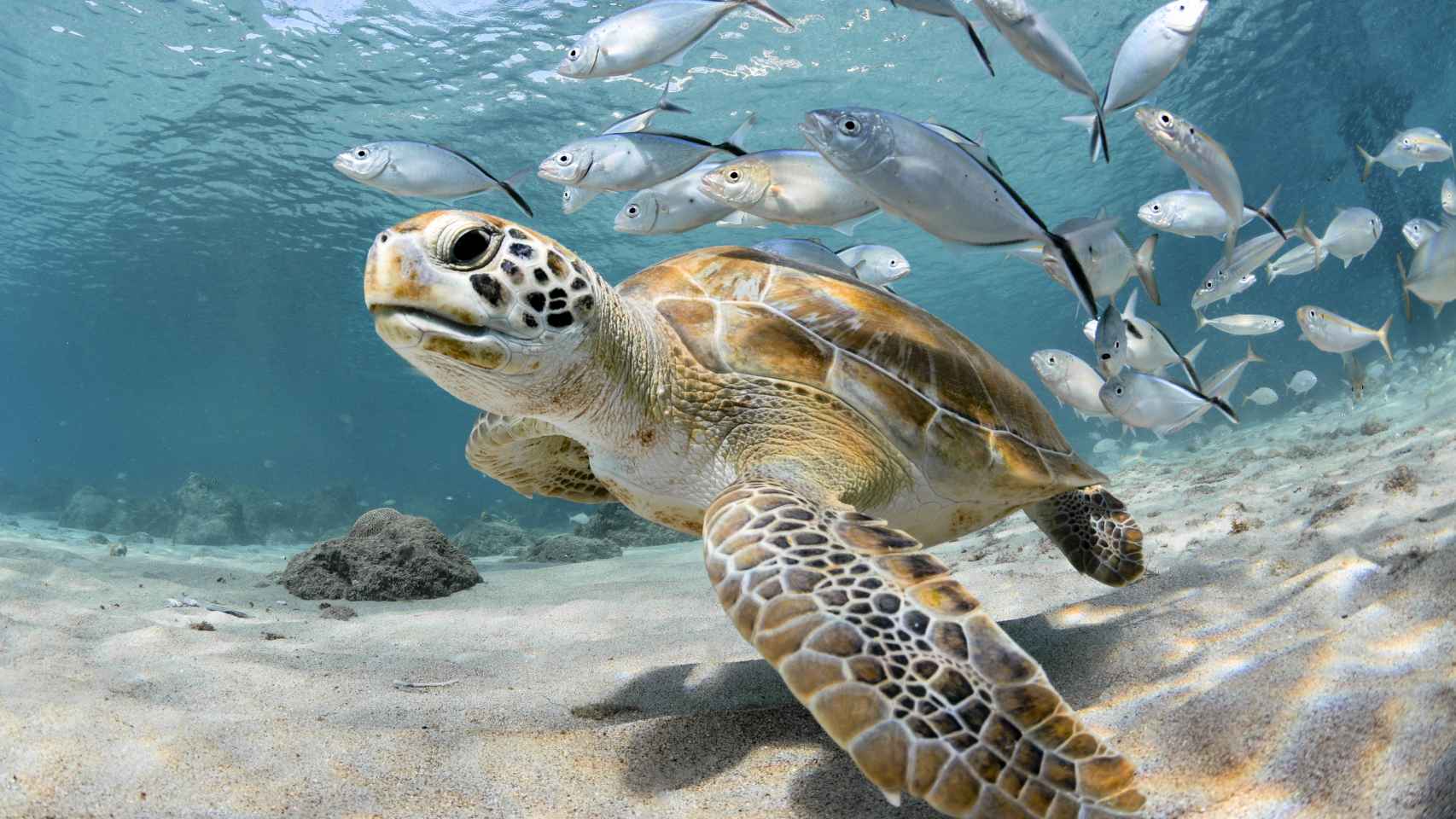 Una tortuga seguida de un banco de peces en el océano.