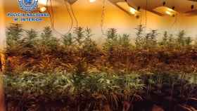 Una plantación de marihuana intervenida.
